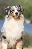 BERGER AUSTRALIEN 192